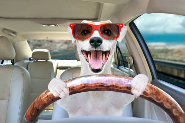 Portrait of a funny dog Jack Russell Terrier in sunglasses behind the wheel of a car stock photo