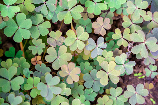 Clover leaves with three-leaved shamrocks, symbol of St Patrick day on natural background, selective focus.