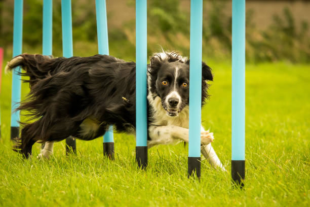 Border Collie Completing Dog Agility Weaving Poles Border Collie Completing Dog Agility Weaving Poles dog agility stock pictures, royalty-free photos & images