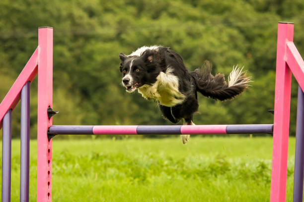 istock Border Collie Completing Dog Agility Hurdle Jump 1180220210