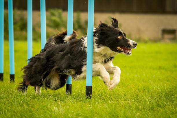 istock Border Collie Completing Dog Agility Weaving Poles 1180220275