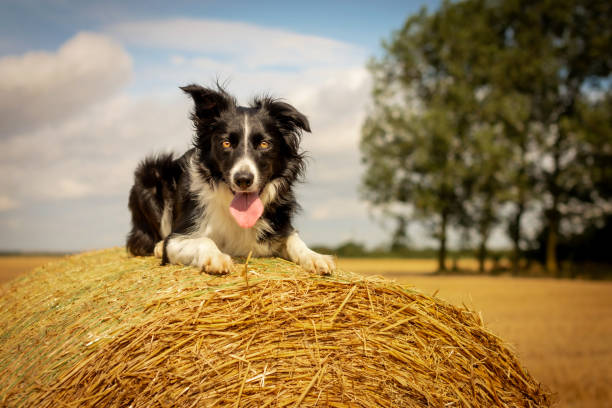 istock Dog Laying on Straw Bale 1180220397