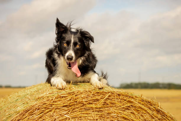 istock Dog Laying on Straw Bale 1180220400