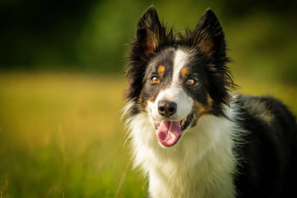 istock Happy Black Tri Border Collie Dog in Grass Meadow 1180220438