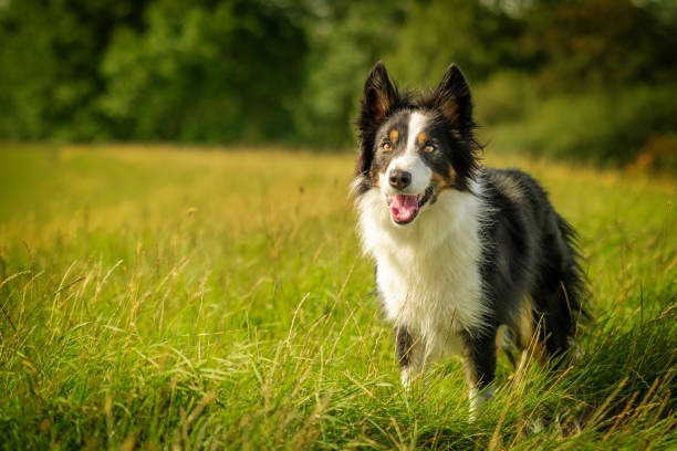 istock Happy Black Tri Border Collie Dog in Grass Meadow 1180220545