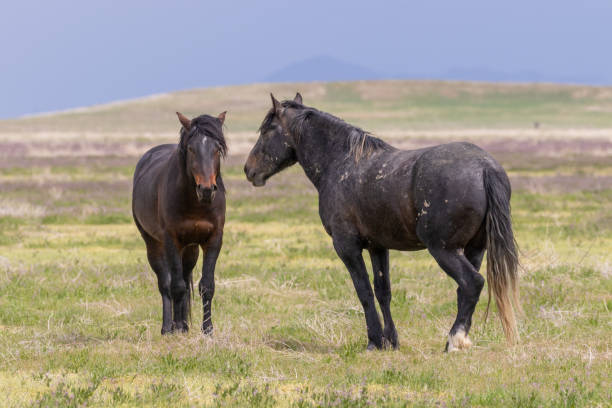 istock Wild Horses in the Utah Desert 1180220570