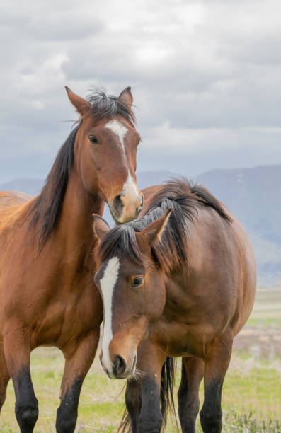 istock Wild Horses in the Utah Desert 1180220571