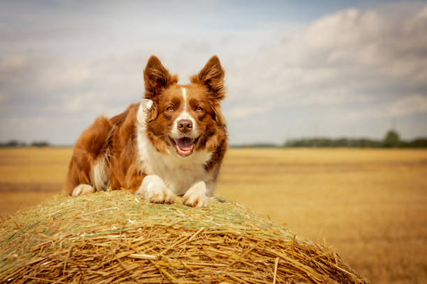istock Dog Laying on Straw Bale 1180220629