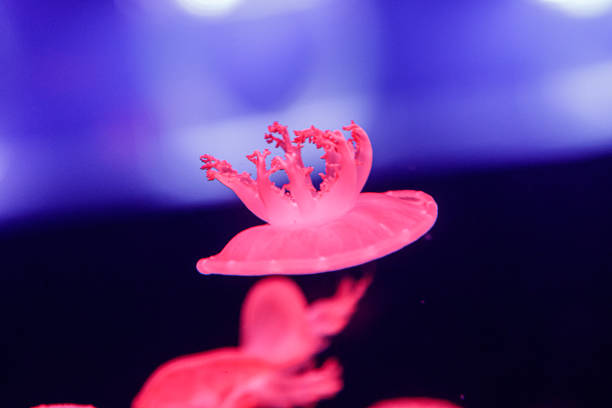 istock macro of a beautiful jellyfish cassiopea andromeda 1180220655