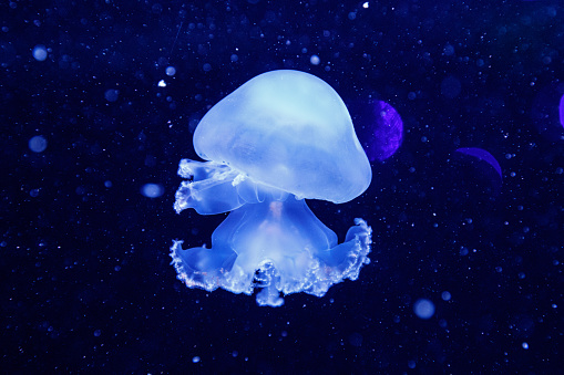 macro of a beautiful jellyfish stomolophus meleagris close up
