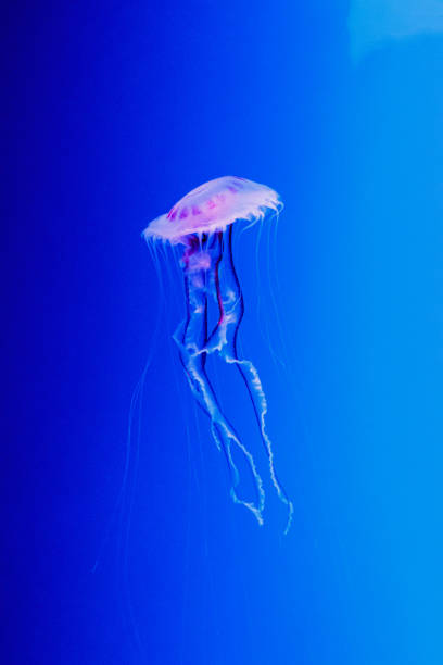 istock macro of a beautiful jellyfish chrysaora lactea 1180221470