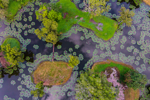 Swamp and small island in the swamp
