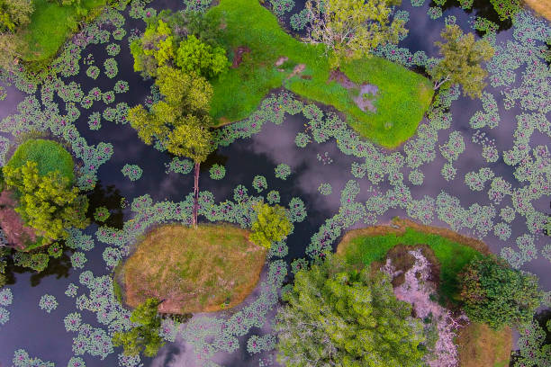 swamp and small island in the swamp - marsh swamp plant water lily imagens e fotografias de stock