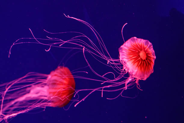 istock macro of a beautiful jellyfish chrysaora pacifica 1180221621