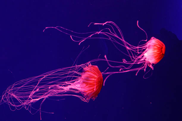 istock macro of a beautiful jellyfish chrysaora pacifica 1180221641