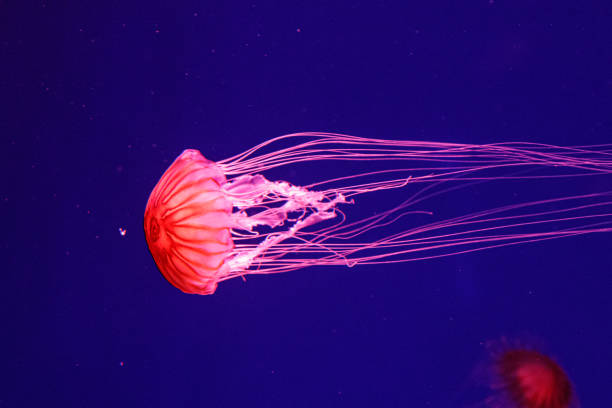 istock macro of a beautiful jellyfish chrysaora pacifica 1180221824