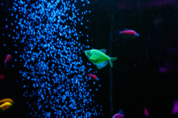 macro of a beautiful  glofiish fish close up