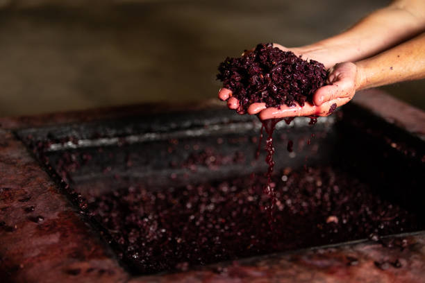 fermentação de vinho fazendo em cachos de suco de mãos - winemaking - fotografias e filmes do acervo