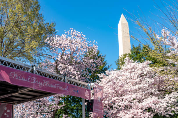 tidal basin während des national cherry blossom festival in washington dc, usa. - the mall sign washington monument washington dc stock-fotos und bilder