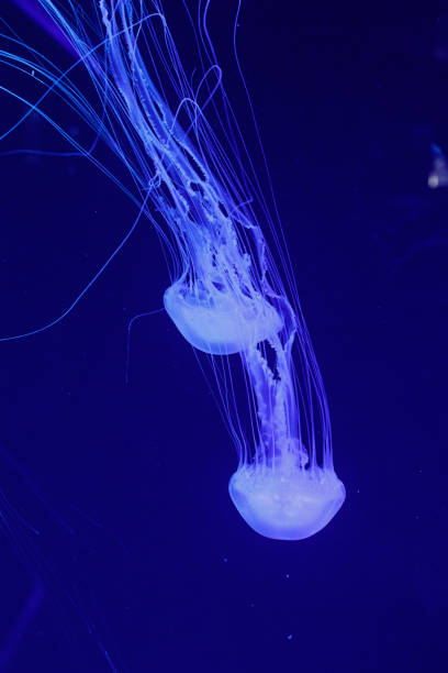 아름다운 해파리 크리사오라 퀸케시증의 매크로 - aquarium biology jellyfish nature 뉴스 사진 이미지