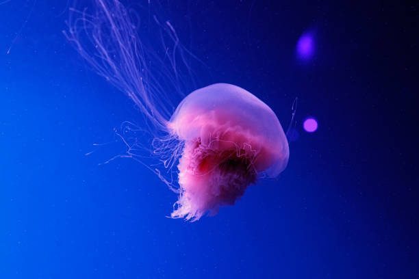 istock macro of a beautiful jellyfish cyanea capillata 1180223218