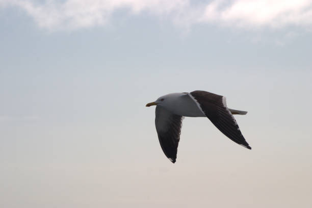 istock Image of a black and white Seagull soaring in the blue sky 1180223320