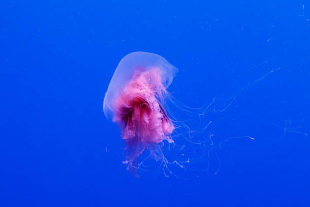 macro of a beautiful jellyfish cyanea capillata close up