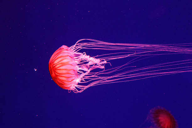 istock macro of a beautiful jellyfish chrysaora pacifica 1180223373