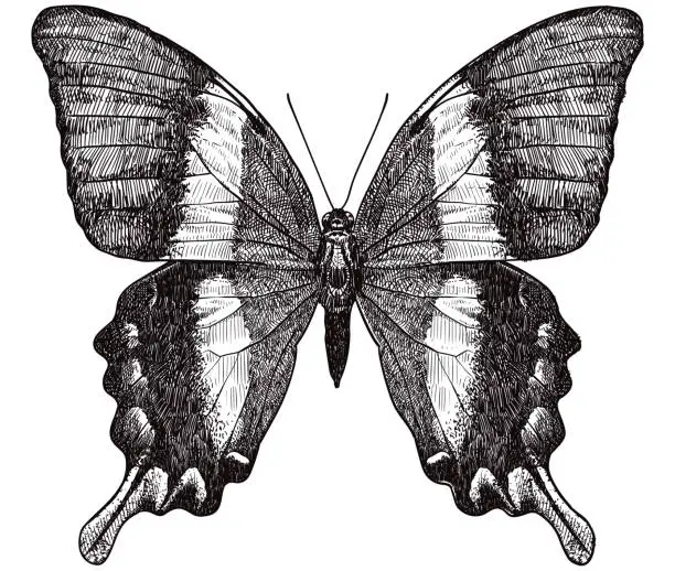 Vector illustration of Vector drawing of butterfly