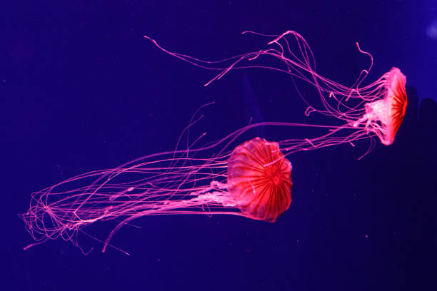 istock macro of a beautiful jellyfish chrysaora pacifica 1180223447