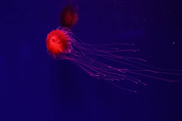istock macro of a beautiful jellyfish chrysaora pacifica 1180223488