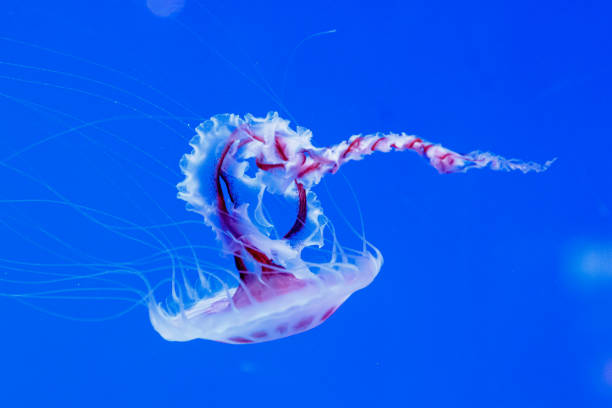 istock macro of a beautiful jellyfish chrysaora lactea 1180223497