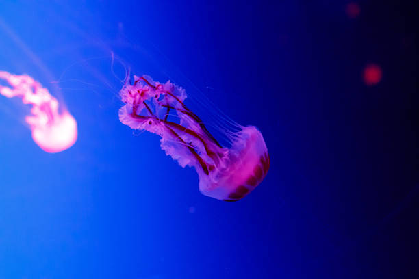 istock macro of a beautiful jellyfish chrysaora lactea 1180223516