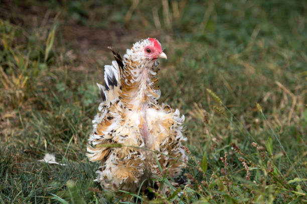 Molting Rooster Photograph of a free range mille fleur d'Uccle rooster standing outside among the tall weeds and grass in the summer. This rooster has a unique look for two reasons, first - he's molting, secondly - he's a frizzle meaning that his feathers curl outward instead of lying flat. molting stock pictures, royalty-free photos & images