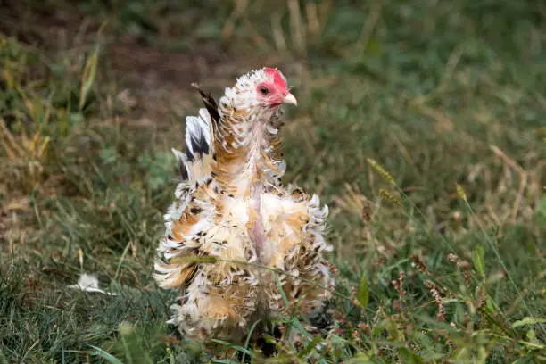 Photograph of a free range mille fleur d'Uccle rooster standing outside among the tall weeds and grass in the summer. This rooster has a unique look for two reasons, first - he's molting, secondly - he's a frizzle meaning that his feathers curl outward instead of lying flat.