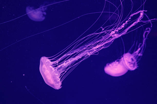 아름다운 해파리 크리사오라 퀸케시증의 매크로 - aquarium biology jellyfish nature 뉴스 사진 이미지