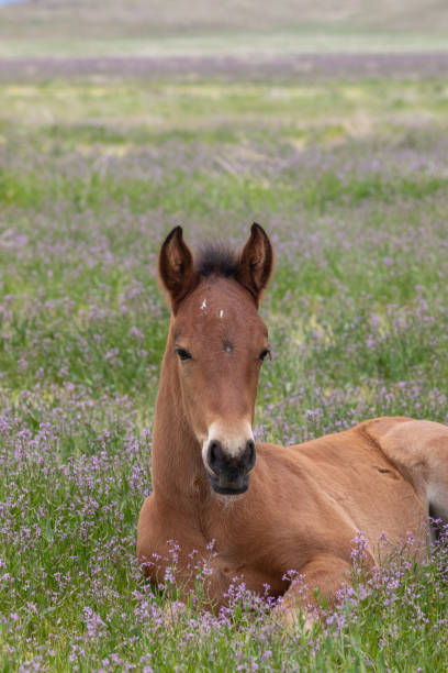 istock Cute Wild Horse Foal 1180228001