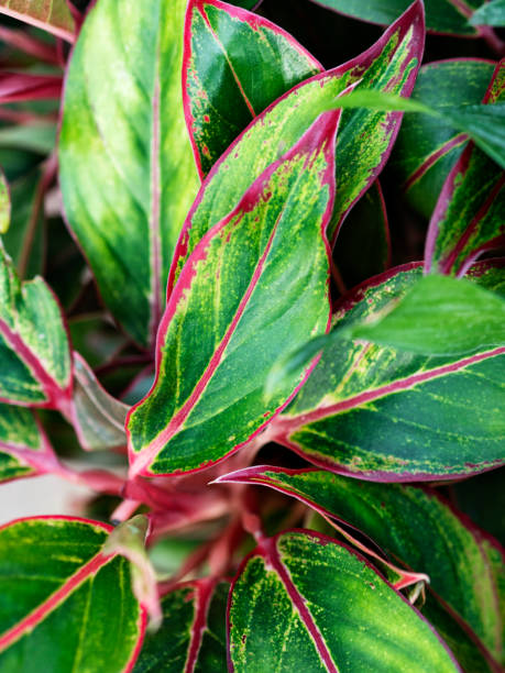istock variegated croton,Croton, Codiaeum variegatum, plant,leaf,Backgrounds, 1180229110