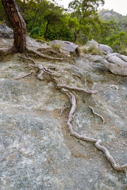 Photo of long roots on a dry soil.