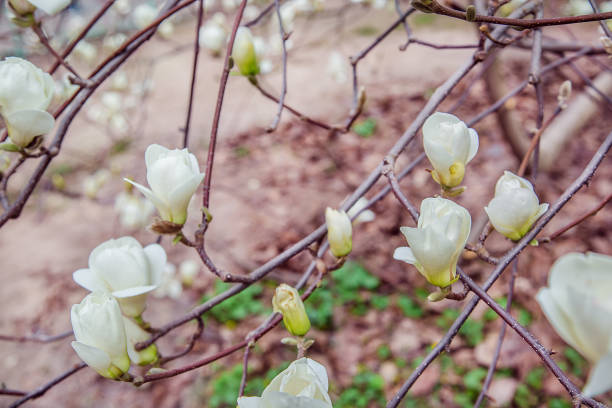Large pink and white magnolia trees bloom in a park on a spring day. Floral background.