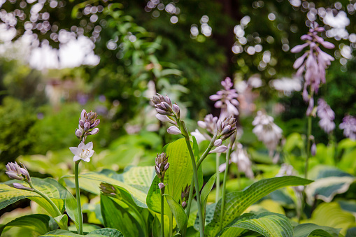 Hosta blooms close-up, a group of flowering plants in the garden. Gardening as a hobby.