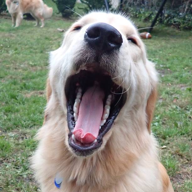 istock Cute Golden Retriever Puppy Yawning Face 1180229582