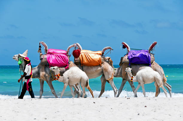 Tunisia. (South Tunisia) Djerba island. Beach of Sidi Mehrez Tunisia. (South Tunisia) Djerba island. Beach of Sidi Mehrez. Camels use for sightseeing tours djerba stock pictures, royalty-free photos & images