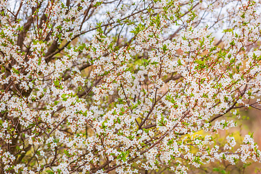 Blooming apricot branch in spring garden. Blossoming tree branches with white flowers in spring garden.