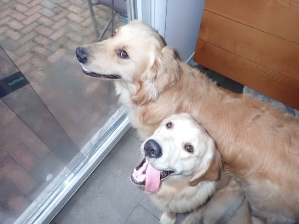 istock Golden Retrievers want out! 3 1180233908