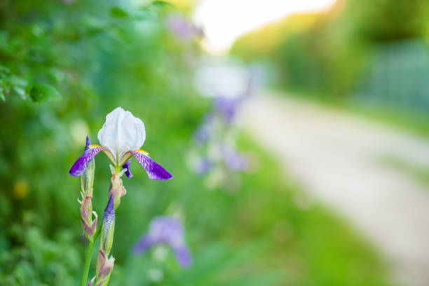 Close up of iris flower on blurred background. Beautiful summer purple flowers in the garden.