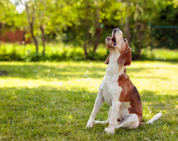 beagle abbaiante nel giardino estivo. - bark foto e immagini stock