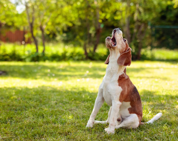 Barking beagle in summer garden. stock photo
