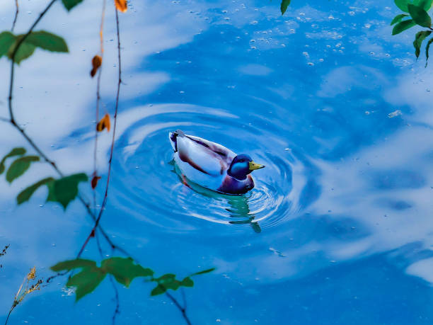Cute duck swimming on blue water while watching the photographer