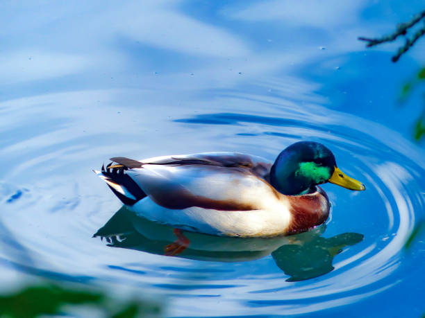 istock Cute duck swimming on blue water 1180234673